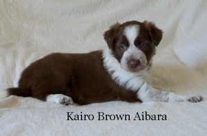 kairo-brown-aibara.jpg